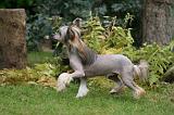 CHIEN NU CHINOIS 228
